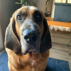 Meet your Posher, Rachelle